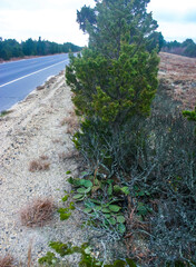 Obraz premium Prickly Pear (Opuntia humifusa) - frost-resistant type of cactus, creeping along the ground