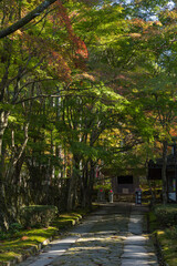 日本　滋賀県愛知郡愛荘町にある湖東三山の一つ、金剛輪寺の参道と紅葉