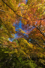 日本　滋賀県愛知郡愛荘町にある湖東三山の一つ、金剛輪寺の境内の紅葉