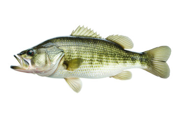 Largemouth Bass Fish - obrazy, fototapety, plakaty