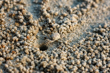 A closeup Ghost crab on the beach is making many balls of sand on the beach. In fact, it was eating the nutrients in the sand by the sea.