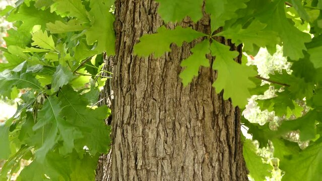 Quercus macrocarpa ( bur oak)