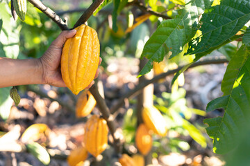 selective focus large yellow cocoa fruit, beautiful skin, look at the texture, natural background...
