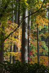 日本　滋賀県愛知郡愛荘町にある湖東三山の一つ、金剛輪寺の境内の紅葉