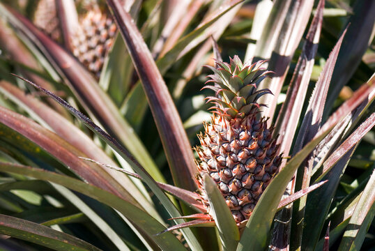 Pineapple fruits are soon to be harvested on farmland in Taiwan.