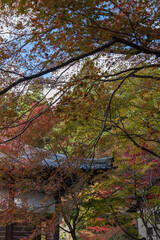 日本　滋賀県愛知郡愛荘町にある湖東三山の一つ、金剛輪寺の明寿院庭園と紅葉