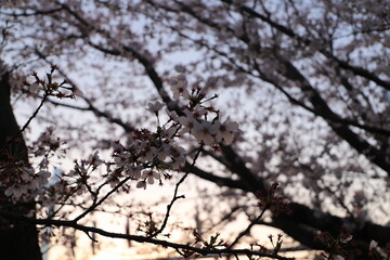 桜の花とつぼみ #Cherry blossoms  桜・満開 桜の開花イメージ　日本の花 #サクラ