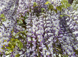 Japanese wisteria in the spring. Wisteria floribunda