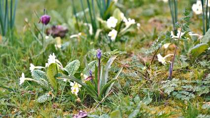 Close up of colourful wild flowers growing in the grass, England, Apr 2023