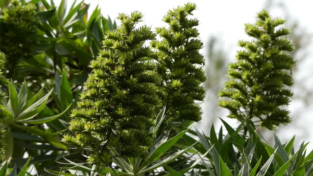 Echium acanthocarpum in family of Boraginaceae