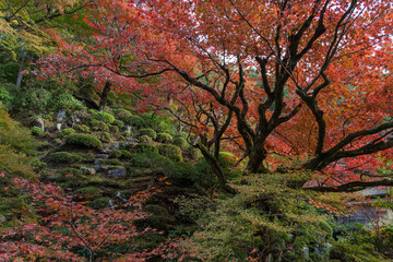 日本　滋賀県愛知郡愛荘町にある湖東三山の一つ、金剛輪寺の明寿院庭園の紅葉