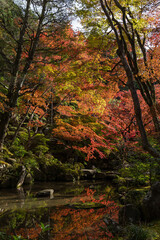 日本　滋賀県愛知郡愛荘町にある湖東三山の一つ、金剛輪寺の明寿院庭園の紅葉
