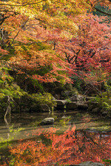 日本　滋賀県愛知郡愛荘町にある湖東三山の一つ、金剛輪寺の明寿院庭園の紅葉