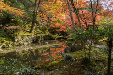 日本　滋賀県愛知郡愛荘町にある湖東三山の一つ、金剛輪寺の明寿院庭園の紅葉