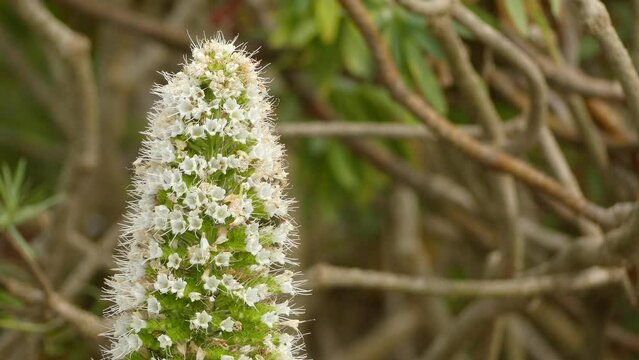 Echium simplex (Tower of jewels)
