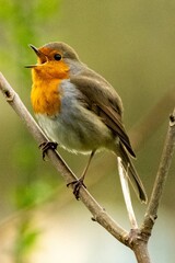 singing robin sitting on a branch
