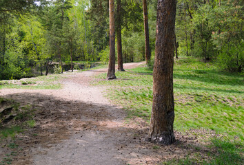 Trunks of pine trees and a path next to them in the thicket of a green forest