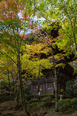 日本　滋賀県愛知郡愛荘町にある湖東三山の一つ、金剛輪寺の三重塔と紅葉