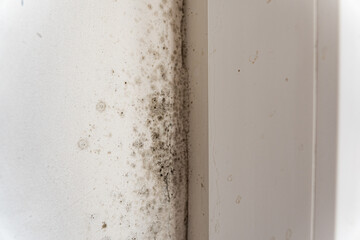 Fungus on the wall near the window. Fungus spoils the walls of the house. The walls of the house are affected by fungus