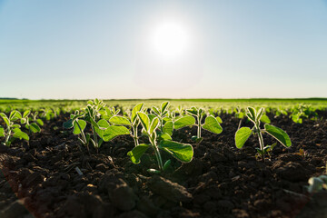 Small soybean plants grow in a field in black soil. Beautiful soybean sprouts grow in an...