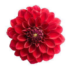 red dahlia flower isolated on transparent background