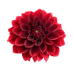 red dahlia flower isolated on transparent background © agrus_aiart