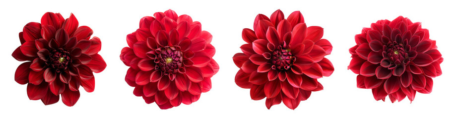 set of red dahlia flowers isolated on transparent background