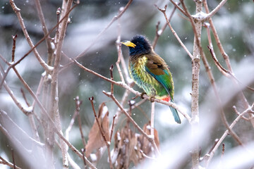 Great Hill Barbet in Snow fall  - 758002663