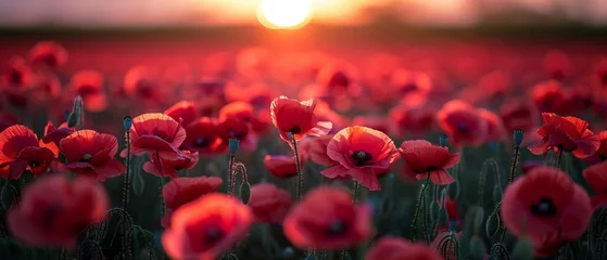 Fototapeten Field of red poppy © Andrii