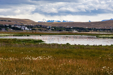 Laguna Nimez with lots of pink flamingoes in Santa Cruz Argentina