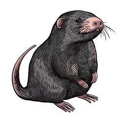 a drawing of a beaver with a pink nose and white whiskers