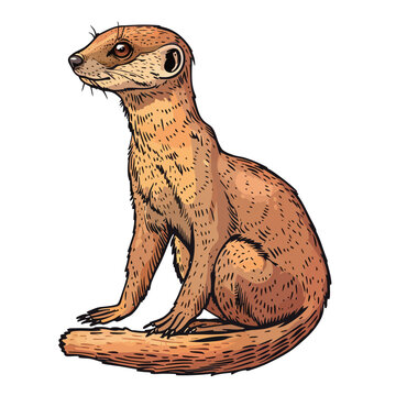 a drawing of a gecko with a tail that says quot a sea otter quot