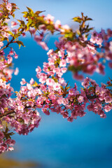 河津桜のある風景
