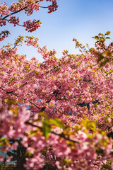 青空に映える河津桜