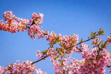 青空を背景にした河津桜
