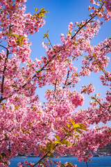 青空に映える河津桜
