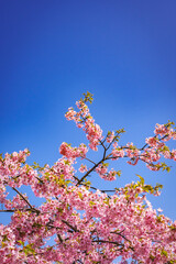 青空を背景にした河津桜
