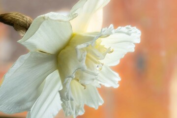 Obraz premium Bright blooming daffodils on the blurred background of green field and blue sky. Flowering narcissus. Spring flowers. Shallow depth of field. Selective focus.