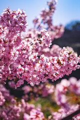 春の日差しに映える河津桜
