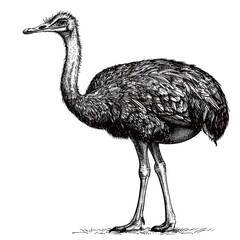 a drawing of a ostrich with a black head and legs