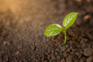 Young Plant Growing from the fertile soil to the morning sunlight.tropical rainforest atmosphere.