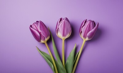 Obraz premium Top view flatlay tulips flowers purple color with space for text at purple background.Valentine's Day, Easter, Birthday, Happy Women's Day, Mother's Day concept.
