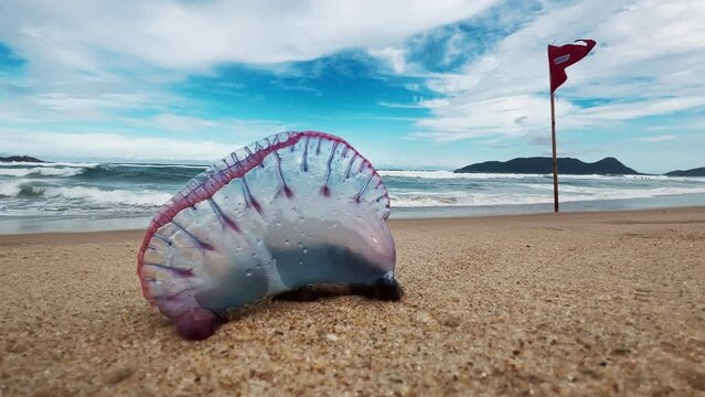 Dangerous jellyfish on the beach. The Portuguese man of war, Physalia physalis or bluebottle located on the sandy beach in Brazil