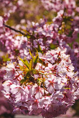 春の日差しに映える河津桜
