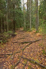 Nature trail with exposed tree roots and leaves on the ground in autumn, Sipoonkorpi National Park, Finland.