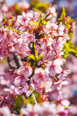 春の日差しに映える河津桜
