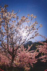 青空に映える河津桜
