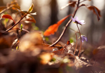 Wiosenne kwiaty Przylaszczki pospolitej w lesie. 