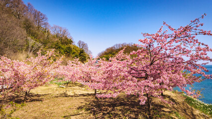 河津桜のある風景
