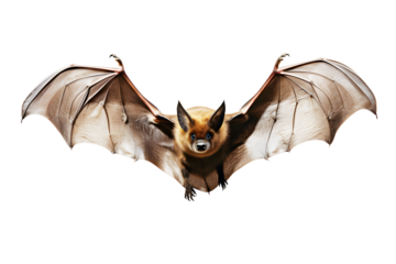 Picture watercolor of Drawing of light brown, grey bat flying isolated on cut out PNG or transparent background. Realistic animal clipart template pattern. For fabric texture design. work of art.